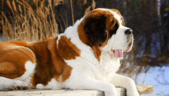 圣伯纳犬怕热吗？它的耐热性怎么样？