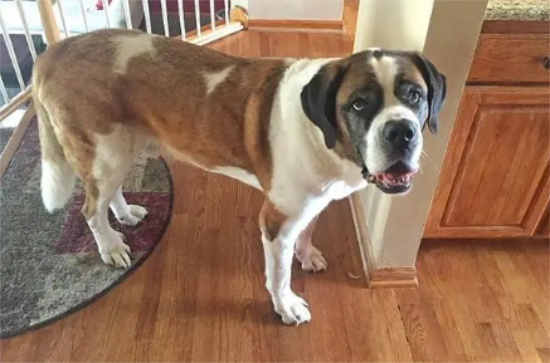 圣伯纳犬打疫苗不良反应有哪些？