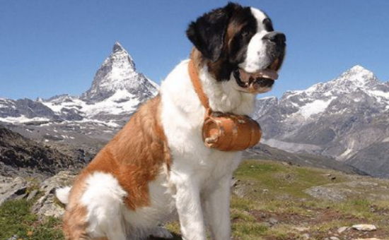 圣伯纳犬怎么驱虫？
