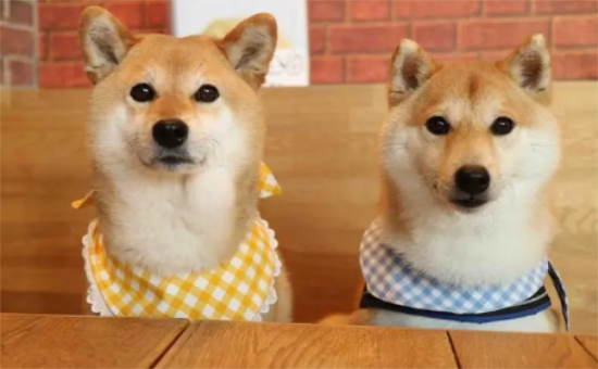 柴犬的优缺点有哪些？