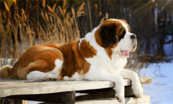 圣伯纳犬多少钱一只？这里可以了解~