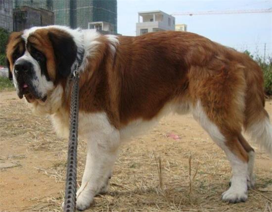 圣伯纳犬好养吗？这篇文章给你答案