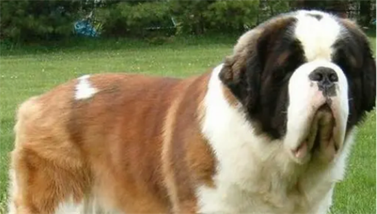 圣伯纳犬拒食的训练教程