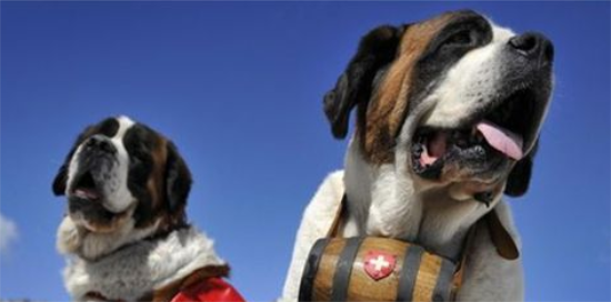 圣伯纳犬聪明吗？可以帮助主人看宝宝还能放羊