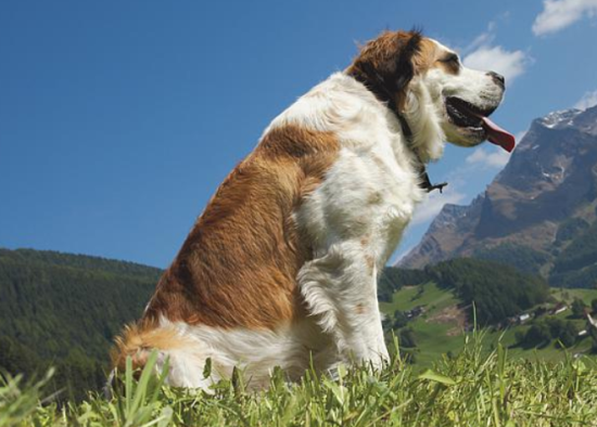 圣伯纳犬产后怎么护理？答案在这里！