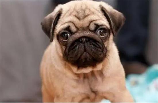 怎么区分巴哥犬品相好不好