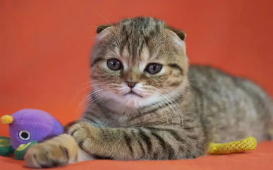 猫咪为什么没有狗狗忠诚？