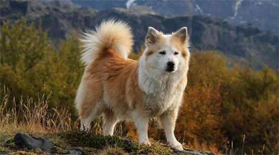 冰岛牧羊犬有哪些喜好