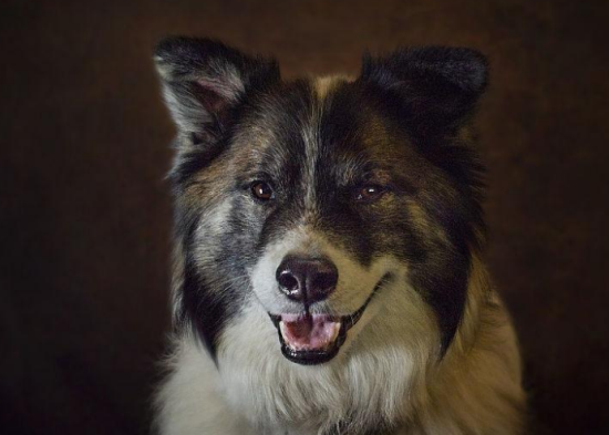 冰岛牧羊犬消化不良怎么办？