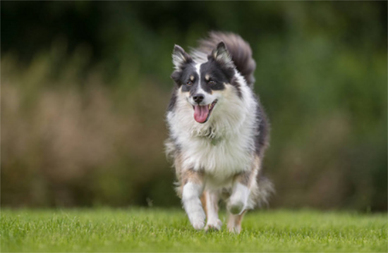 冰岛牧羊犬得狗瘟怎么治疗？