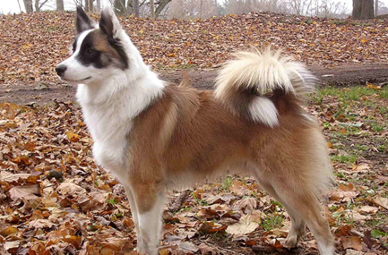 冰岛牧羊犬一般能活多久