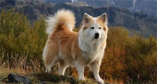 冰岛牧羊犬怎么养，该犬比较爱吃生食