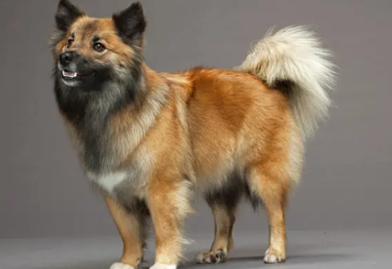 冰岛牧羊犬身上有虫怎么办