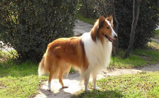 怎么训练苏格兰牧羊犬的好？想知道的来看看！