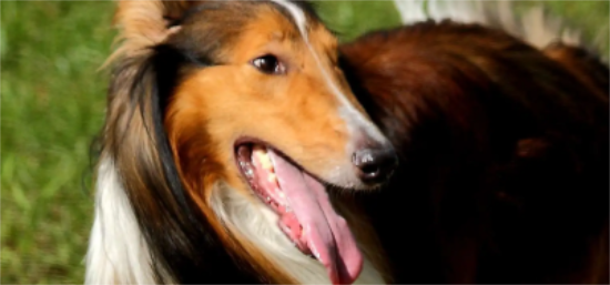 苏格兰牧羊犬如何养？教你几招