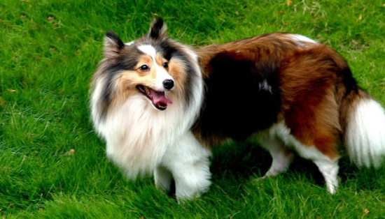 苏格兰牧羊犬不能吃什么呢？