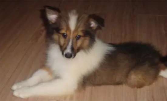 苏格兰牧羊犬幼犬图片大全
