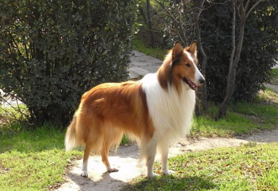 苏格兰牧羊犬的喂养指南及注意事项，一起来看！