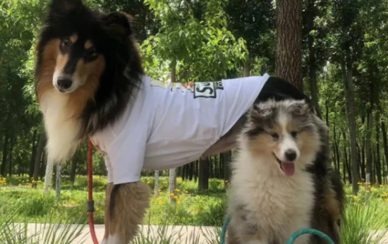 苏格兰牧羊犬抽搐发抖怎么办？别急，看这篇文章