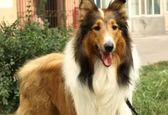苏格兰牧羊犬怎么分辨品相？来看看吧