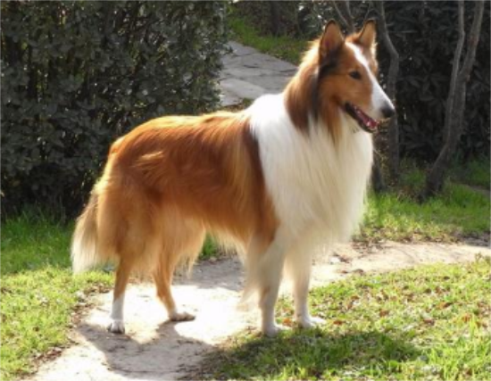 今日解答：苏格兰牧羊犬螨虫治疗药品