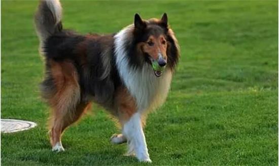 小眼睛的苏格兰牧羊犬你了解吗？饲养方法如下