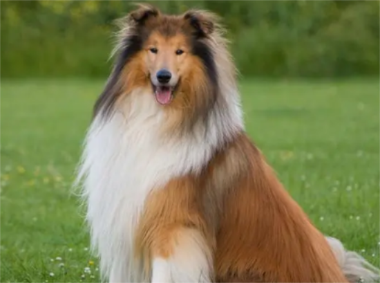 苏格兰牧羊犬怎么训练不咬人，看这里~