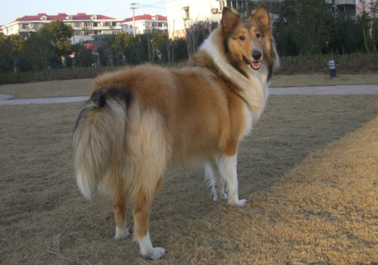 苏格兰牧羊犬寿命？这里有答案~