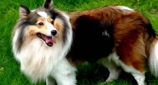 如何改正苏格兰牧羊犬的不愿梳理毛发的坏习惯？