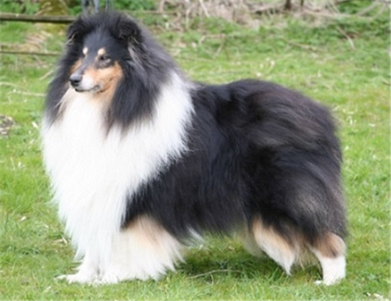 怎么判断苏格兰牧羊犬得了什么病