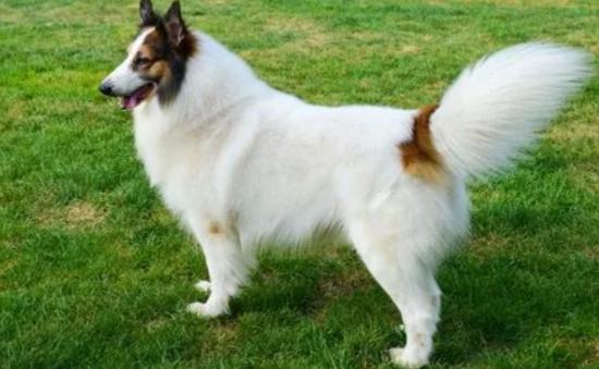 苏格兰牧羊犬什么时候不能洗澡，什么原因？