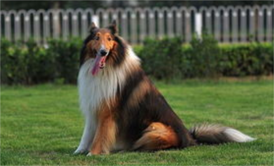 苏格兰牧羊犬吃得多吗？