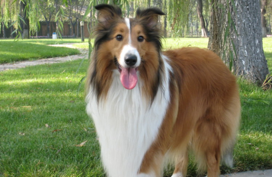 苏格兰牧羊犬的寿命一般是多久