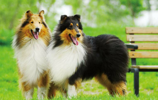 苏格兰牧羊犬性格是什么样子