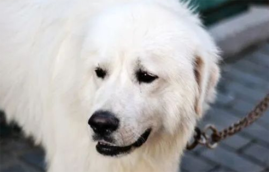 大白熊犬适合家养吗
