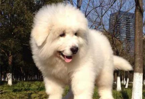 大白熊犬吃什么 喂食高蛋白食物加蔬菜