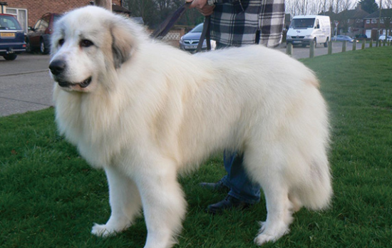 一起来了解一下大白熊犬能长多大？