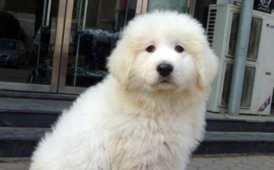 今日解析，大白熊犬掉毛严重解决方法