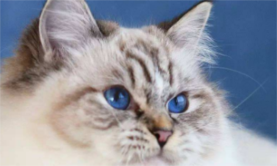 三个月布偶猫吃什么好？原来这个食物最合适