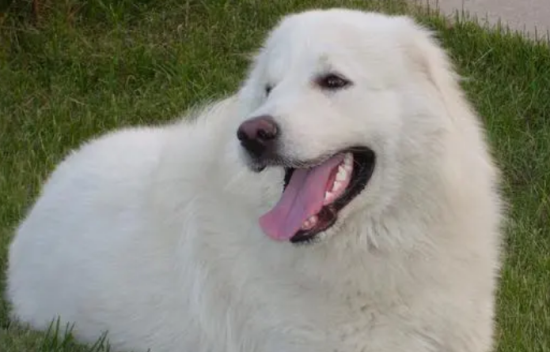养宠小知识：大白熊犬毛发怎么搭理