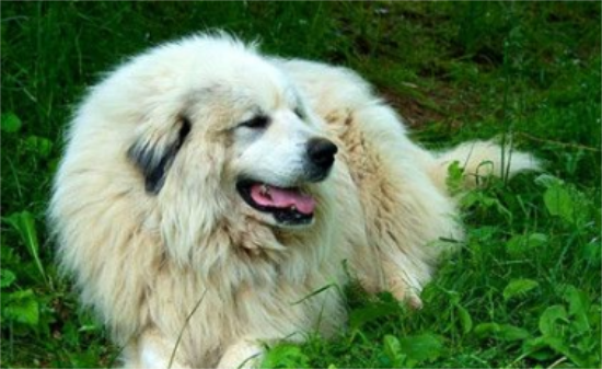 大白熊犬的饲养 一般来说可以适当的多加一餐