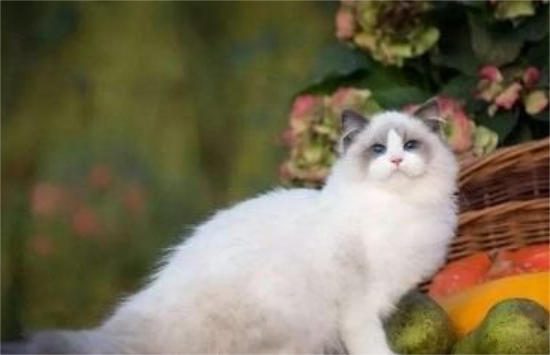 布偶猫掉毛吃什么？布偶猫掉毛这样处理最好