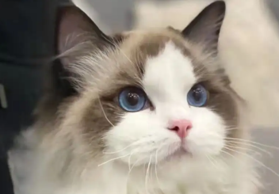 布偶猫的毛会变色吗？布偶猫变色原来这么神奇