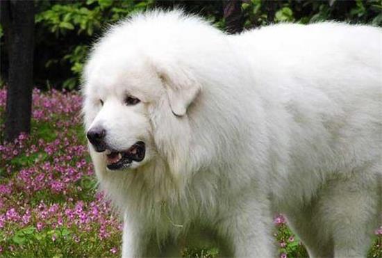 大白熊犬换毛怎么护理？一起来get一下