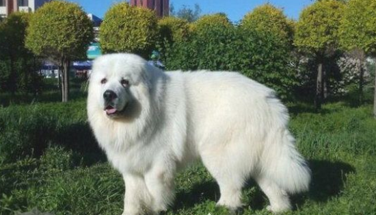 不知道怎么训练大白熊犬的服从性？看这里！