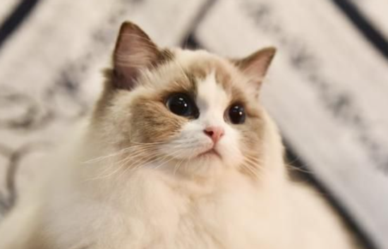 布偶猫是什么猫杂交的？布偶猫原来是这样来的！