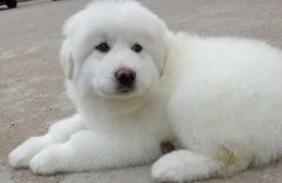 大白熊犬幼犬吃什么？吃什么长的快？