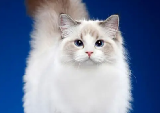 布偶猫咬自己脚流血，布偶猫咬自己的脚原来是这么回事！
