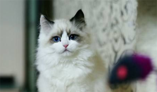 布偶猫眼屎多怎么回事？引起布偶猫眼屎多的三大原因