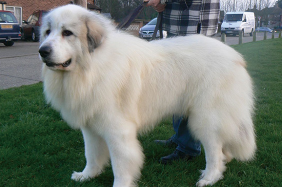 一文告诉你，养大白熊犬注意什么？